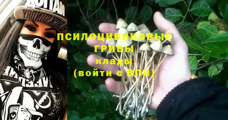 Псилоцибиновые грибы Psilocybe  Когалым 